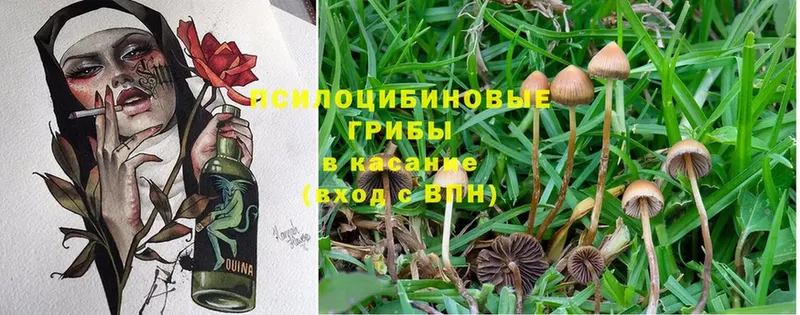 Галлюциногенные грибы Magic Shrooms  наркота  Злынка 